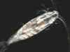 copepoda