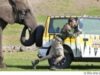 elefant saritor