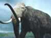 mamutii Oameni de ştiinţă din Rusia şi Coreea de Sud au hotărât să încerce să cloneze un mamut