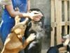 olandezii ne adopta cainii