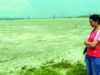 praful ucigas praful ucigas