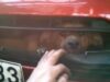 supravietuire miraculoasa supravietuire miraculoasa