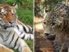 tigrii-leoparzi tigrii-leoparzi