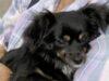 Tinkerbell