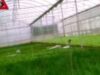 zarzavaturi eco zarzavaturi eco