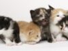 adopta un animalut adopta un animalut