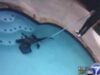 aligatorul din piscina