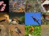 Campanie pentru conştientizarea importanţei conservării biodiversităţii în sit Natura 2000 Tisa superioară şi pădurea Ronişoara