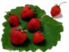 Cultura căpşunului în sistem ecologic – O şansă de venituri pentru fermieri