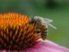 Dispariţia roiurilor de albine din întreaga lumea ar provoca un dezechilibru major în ecosistem