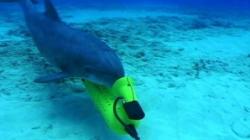 delfini ucigasi