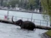 elefant neastamparat elefant neastamparat
