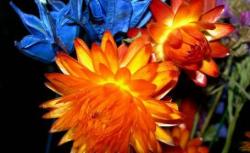 expo flora