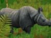 extinctie rinoceri