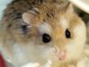 hamster_pitic_rusesc.jpg