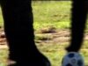 joaca fotbal