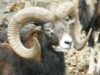 muflon european muflon european