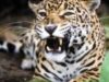 parfumul si jaguarul parfumul si jaguarul