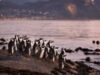 pinguini pe cale de disparitie
