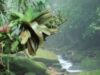 planta cancer
