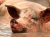 porc supravietuitor