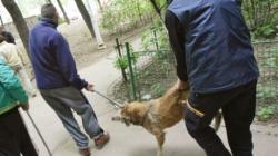 sterilizare caini