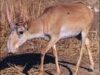antilope Saiga