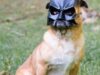 batman batman