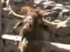 capra ibex