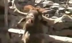 capra ibex
