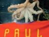 caracatita Paul