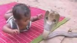 copilul si cobra