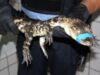 crocodil arestat crocodil arestat