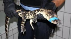 crocodil arestat