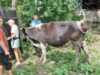 cu vaca pe islaz