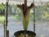 floare rara floare rara