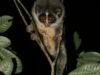Loris tardigradus Loris tardigradus