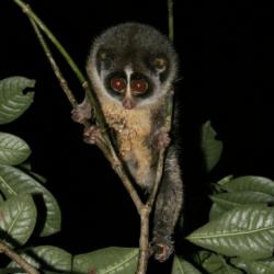 Loris tardigradus