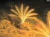 lume acvatica