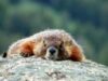 marmota din Muntii Stancosi