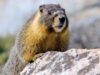 marmote