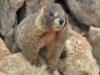 marmote
