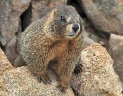 marmote