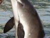Phocoena phocoena