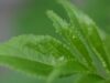 plantele prognozeaza schimbarile