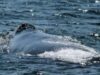 20 de balene au esuat aproape de coastele Floridei. Doar 7 au supravietuit