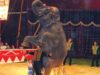 show elefanti