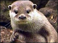 41477350_otter