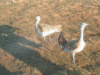 Dropia_de_dar_se_cauta_la_unguri_0342_m