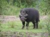 Hylochoerus3